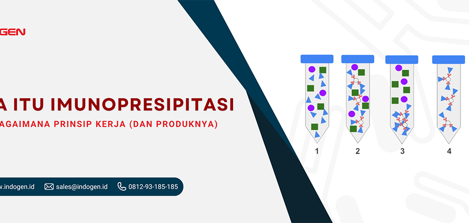 Apa itu Imunopresipitasi dan Bagaimana Prinsip Kerja (dan produknya)