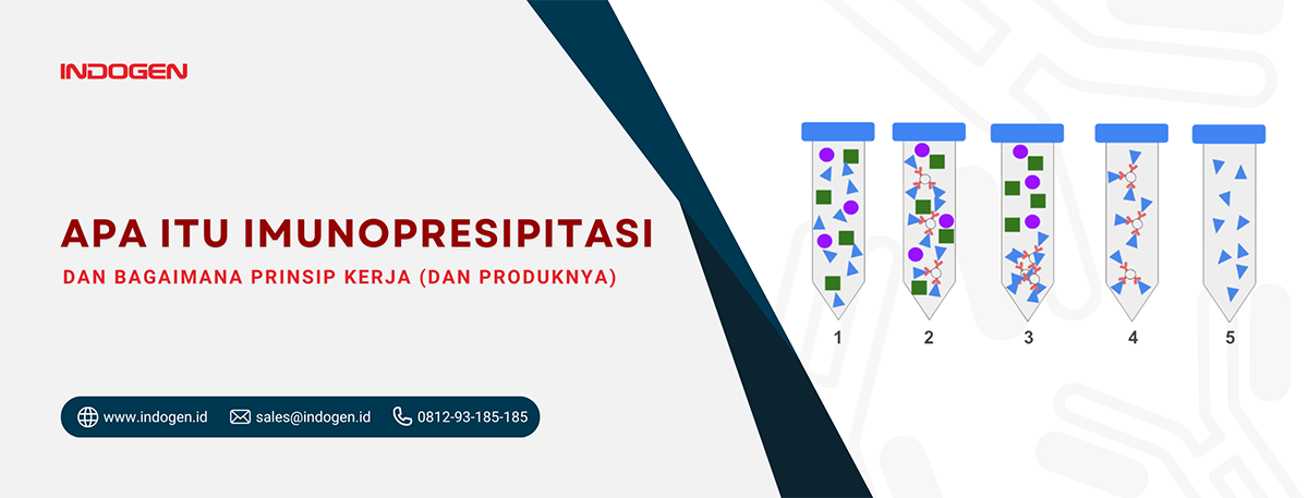Apa itu Imunopresipitasi dan Bagaimana Prinsip Kerja (dan produknya)