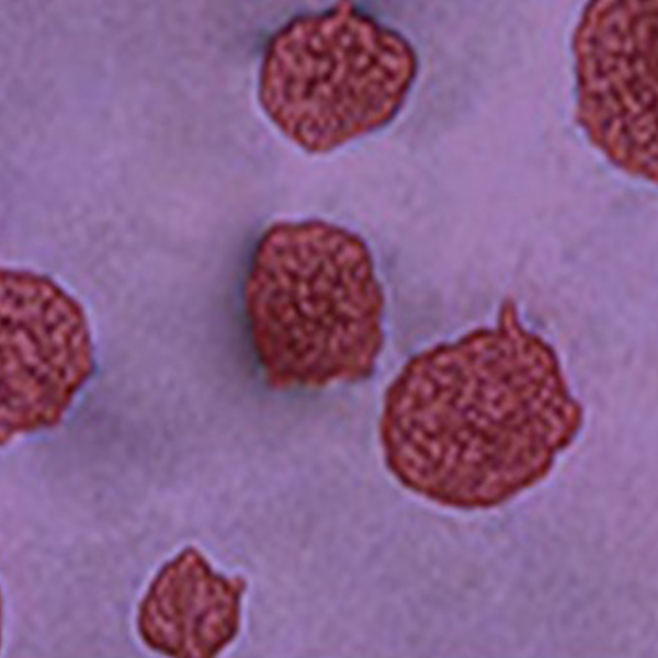 Cell Based Assay