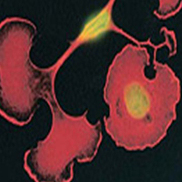Cell-Signaling-and-Protein-Biology