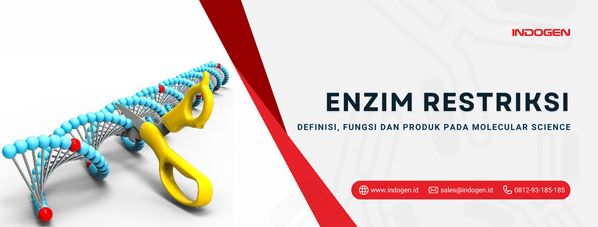 Enzim Restriksi_ Definisi, Fungsi dan Produk pada Molecular Science