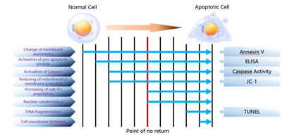 Gambar 1. Proses apoptosis sel (Sumber: Elabscience)
