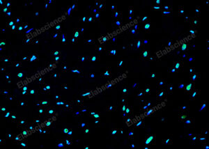 Gambar 1. Visualisasi One-step TUNEL In Situ Apoptosis Kit (Green, Elab Fluor® 488)