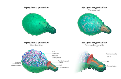 Gambar 2. Mycoplasma genitalium