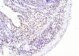 Gambar 3. Visualisasi Hasil TUNEL In Situ Apoptosis Kit (HRP-DAB Method)