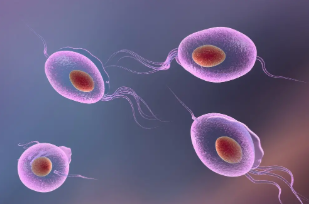 Gambar 5. Trichomonas vaginalis