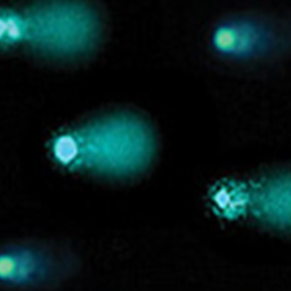 Oxidative & Cellular Stress