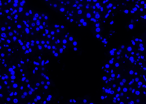 gambar normal dapi 4x