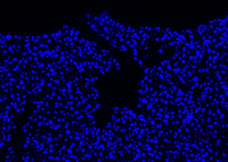 gambar normal dapi sample