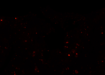 gambar normal elab sample