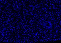 gambar positif dapi 1