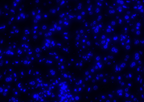gambar positif dapi 4x