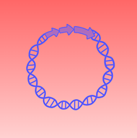 Plasmids