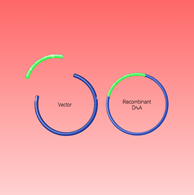 Recombinant Clone Expression