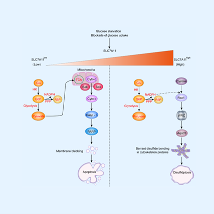 Disulfidoptosis