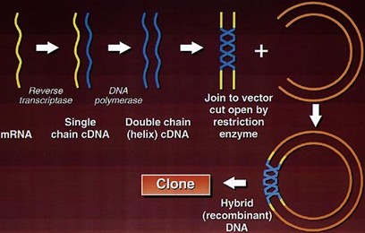 Gambar 1. Kloning Gen menggunakan cDNA (C.M.Howles, 1996)