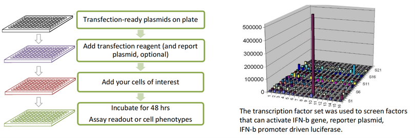 Gambar 2. Alur kerja High-throughput functional screening dari OriGene