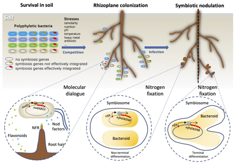 Gambar 2. Ilustrasi Simbiosis Rhizobium dan akar Tanaman Leguminosa