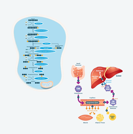 Glycolysis and Lipid Metabolism