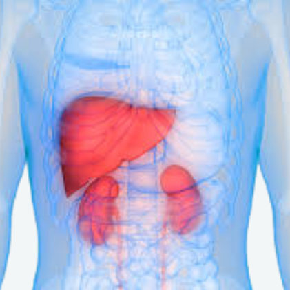 Liver and Renal Function