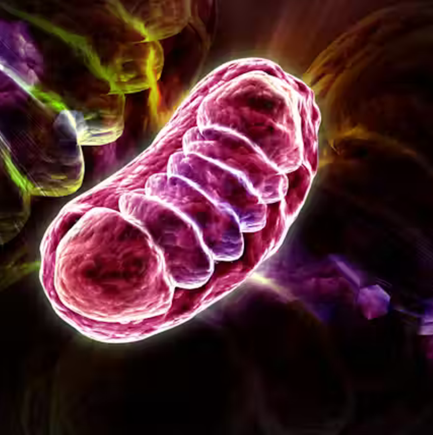Mitochondria Function