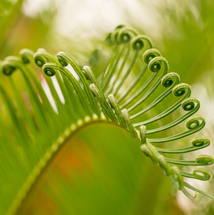 Plant Physiology Series