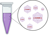 Premade AAV - ORF® Particles