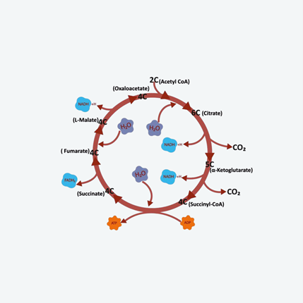Tricarboxylic Acid (TCA) Cycle