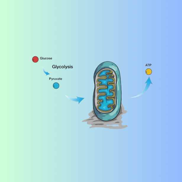 Carbohydrate Metabolism