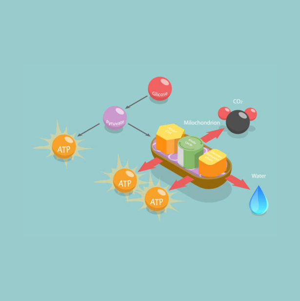 Energy Metabolism