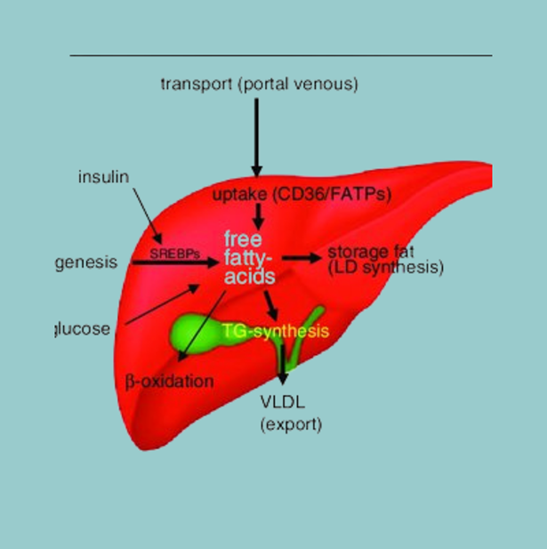 Fatty Acid Metabolism