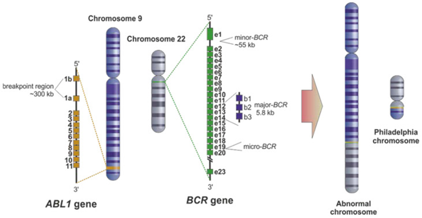 Gambar 1. Gen BCR-ABL1