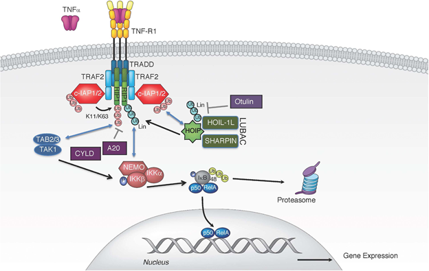 Gambar 1. Ilustrasi Jalur Pensinyalan TNF.Sumber: https://www.frontiersin.org/journals/cell-and-developmental-biology/articles/10.3389/fcell.2020.00365/full