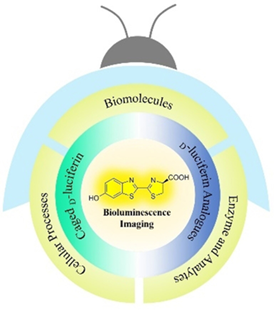 Gambar 1. Ilustrasi luciferin bioluminescence.Sumber: https://chemistry-europe.onlinelibrary.wiley.com/doi/10.1002/anse.202100035