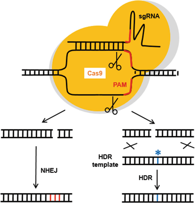 Gambar 1. Penyuntingan gen menggunakan CRISPR-Cas9 (Gnudi dan Long, 2020)