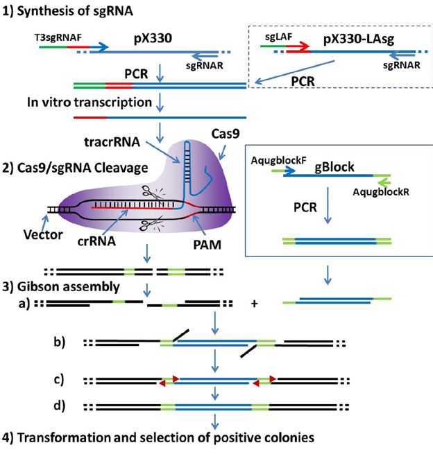 Gambar 2. Diagram skematik metode kloning CRISPR/Gibson (Wang dkk., 2014)