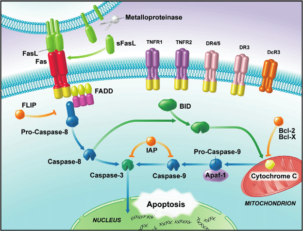 Gambar 2. Ilustrasi Reseptor Kematian (Death Receptor)Sumber: https://www.researchgate.net/figure/Cellular-pathways-that-mediate-apoptosis-A-family-of-death-receptors-can-initiate_fig1_7544312