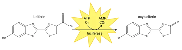 Gambar 1. Ilustrasi luciferin bioluminescence.Sumber: https://chemistry-europe.onlinelibrary.wiley.com/doi/10.1002/anse.202100035