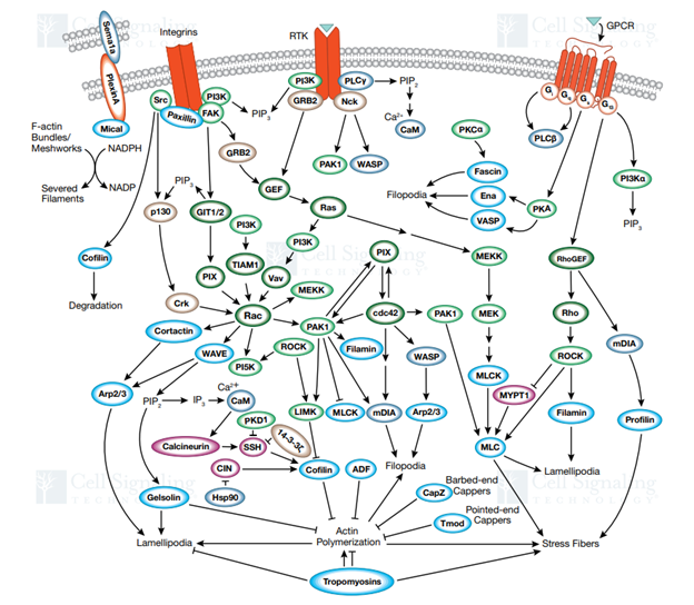 Gambar 3. Regulasi Dinamis AktinSumber: https://media.cellsignal.com/www/pdfs/science/pathways/Regulation_Actin.pdf?_gl=1*1u2kdcs*_ga*NjY0MjU5NzE1LjE3NDc1NzI5NTY.*_ga_L0Q98CEH39*czE3NTg3MjcxOTIkbzIkZzAkdDE3NTg3MjcyMDAkajU0JGwwJGgzODE2NzA5MTI.*_gcl_au*OTYzMTU1NzU0LjE3NTg3MjcxOTU.