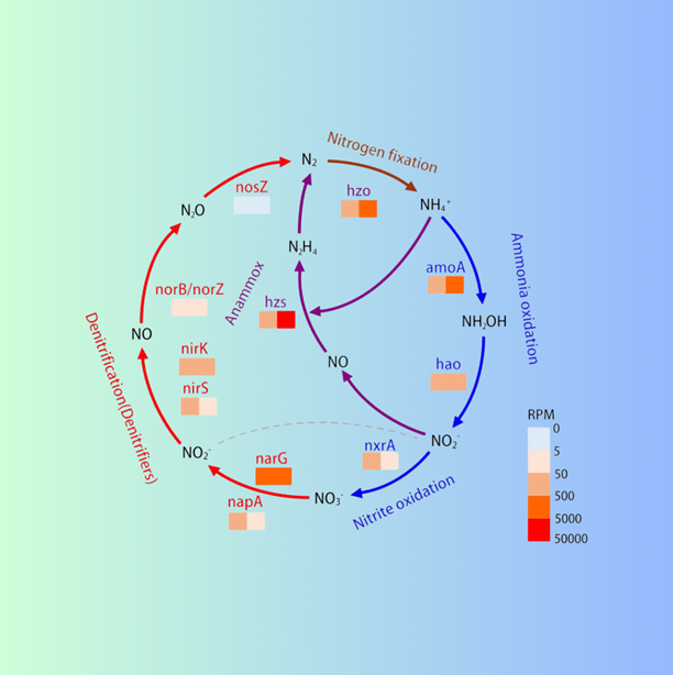 Nitrogen Metabolism