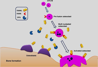 Gambar 1 Mekanisme kerja RANKL dan OPG dalam mengatur metabolisme tulang.