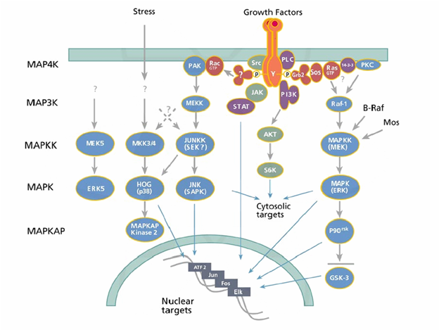 Gambar 1. Kaskade pensinyalan jalur MAPKSumber: https://doi.org/10.17877/DE290R-7331