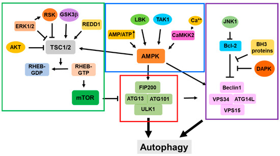 Gambar 1. Ringkasan Mekanisme Pengaturan Autophagy