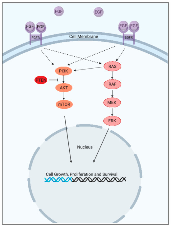 Gambar 2. Jalur ERK1/2.Sumber: https://www.mdpi.com/1422-0067/26/17/8696