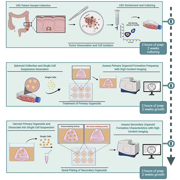 Gambar 2 Protokol untuk Uji Pembentukan Organoid Serial Menggunakan Jaringan Kanker Kolorektal Primer(Masibag dkk., 2022)