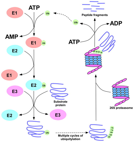 Gambar 2. Skema Kompleks Regulasi 26S dan Ubikuitilasi Protein.