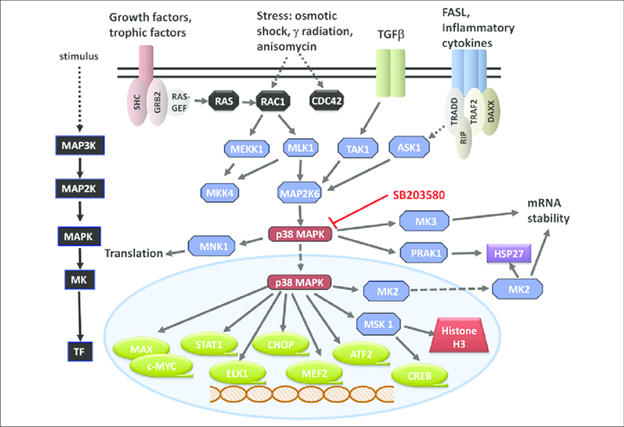 Gambar 3. Jalur pensinyalan P38 oleh beberapa stimuli.Sumber: https://www.researchgate.net/publication/253338713_Perspective_on_the_Discovery_and_Scientific_Impact_of_p38_MAP_Kinase