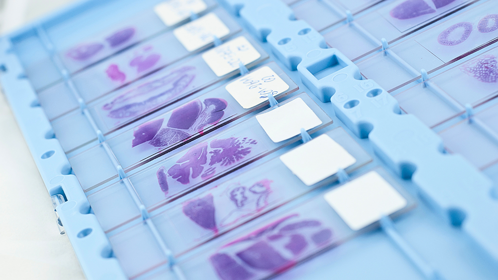 M. Cayman Chemicals Product List - Immunohistochemistry