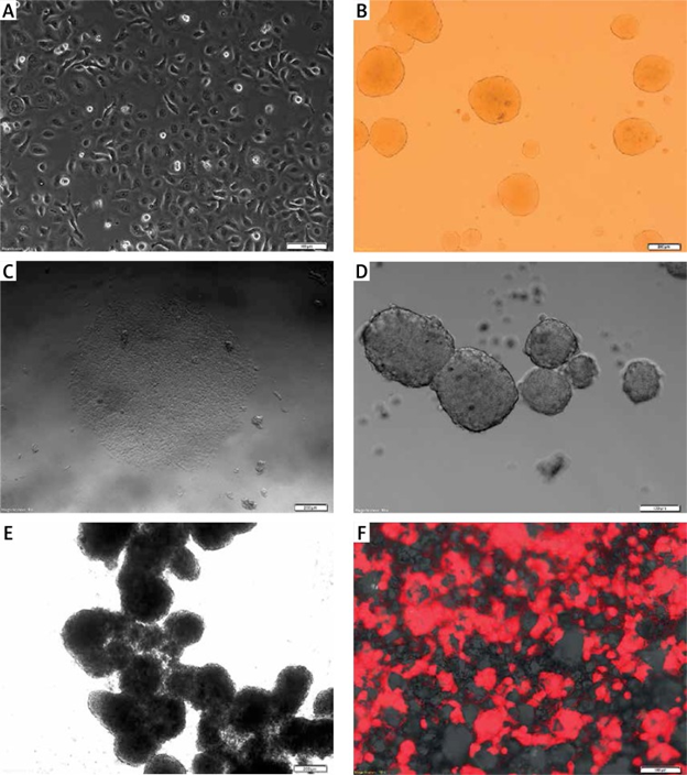 Gambar 1. Ilustrasi kultur sel 2D (A) dan kultur sel 3D (B, C, D, E, F). Sumber: Kapałczyńska et al., 2016