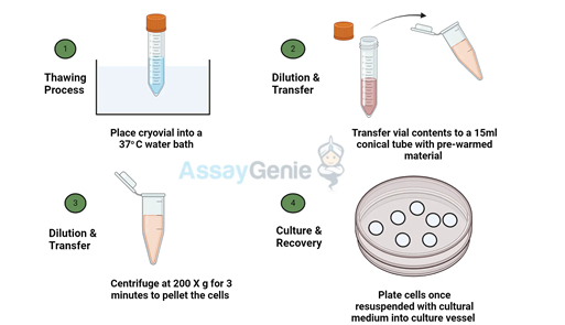Gambar 2. Prosedur Kerja Secara Umum untuk Thawing Cell Line
